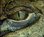 Crocodiles