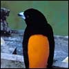 Tanagers